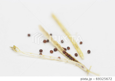 からし菜マスタード からし菜マスタード 69325672