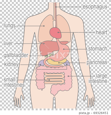 Human body (organs / internal organs) English version 69326451