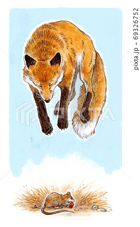 ジャンプして狩りをするキツネの絵本風イラストのイラスト素材