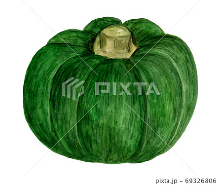 ニホンカボチャ(水彩画) 69326806