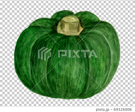 ニホンカボチャ(水彩画) 69326806
