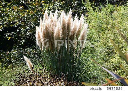 パンパスグラス（シロガネヨシ） 69326844