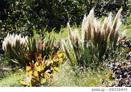 パンパスグラス（シロガネヨシ） 69326845