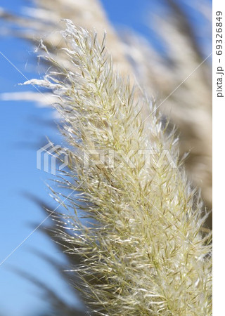 パンパスグラス（シロガネヨシ） 69326849