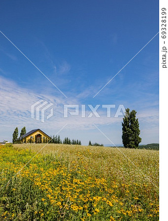 北海道美瑛町 ケンとメリーの木 8月の写真素材