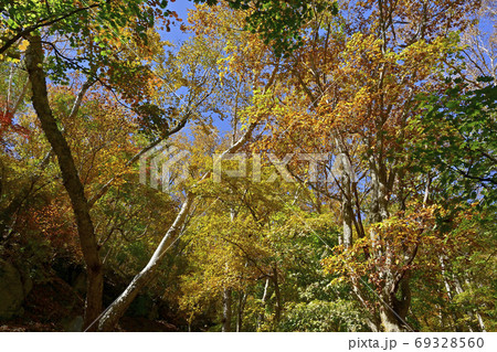 奥日光の菖蒲ヶ浜周辺の紅葉の森 奥日光の菖蒲ヶ浜周辺の紅葉の森 69328560