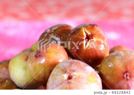 古江のいちじく 69328842