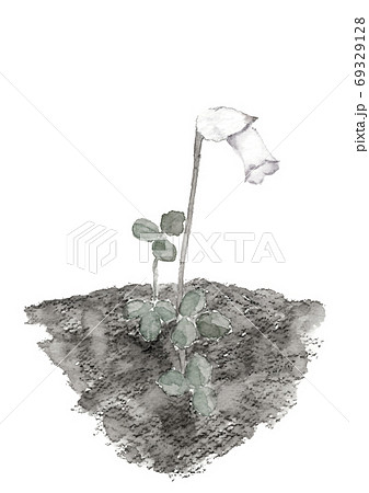 南蛮ギセル 思い草 キセルソウ モノトーン 白背景【水墨画風】 69329128