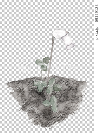 南蛮ギセル 思い草 キセルソウ モノトーン 白背景【水墨画風】 69329128