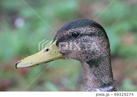 エクリプス非生殖羽のマガモオス 69329274