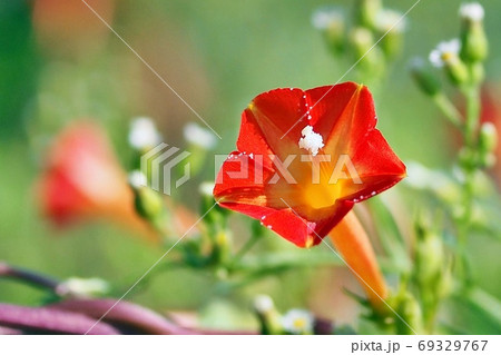 マルバルコウソウ マルバルコウソウ 69329767