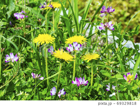 タンポポ タンポポ 69329818