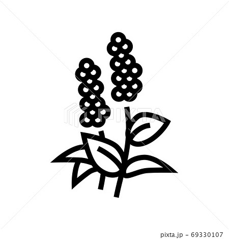 patchouli plant illustration