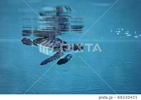 水槽のプールを泳ぐタイマイの子供 海亀ウミガメ Hawksbill Turtleの写真素材
