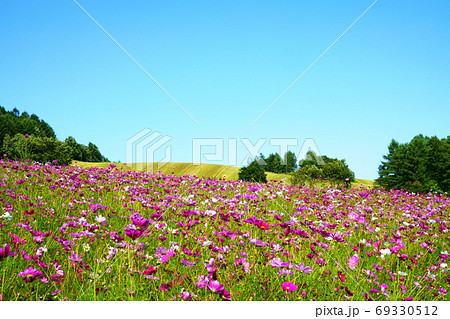 「太陽の丘えんがる公園 コスモス園」 北海道 「太陽の丘えんがる公園 コスモス園」 北海道 69330512