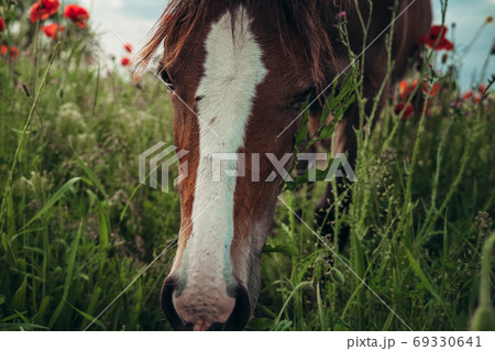 Beautiful red horse with long black mane in spring field 69330641