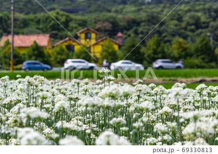 台湾 秋 あき 69330813