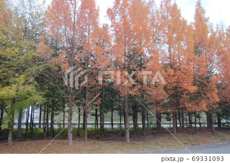 Travel Travel 69331093