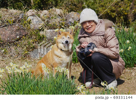 水仙の花畑で愛犬と記念撮影するおばあちゃん 和歌山県日高郡由良町の写真素材