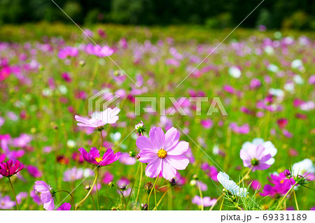 太陽の丘えんがる公園 コスモス園 北海道の写真素材