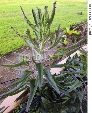 Bryophyllum daigremontianum (Kalanchoe daigremontiana)  69331330