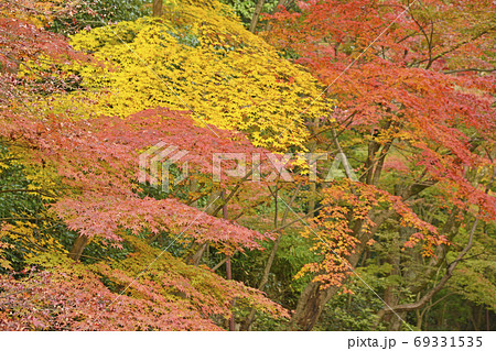 京都 長岡京 光明寺の紅葉 京都府長岡京市の写真素材