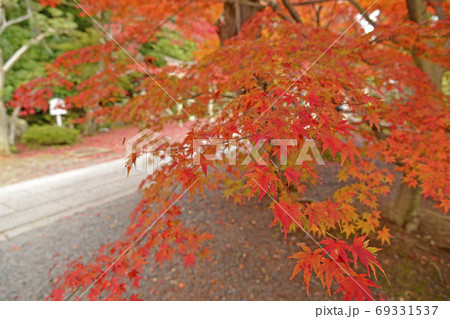 京都 長岡京 光明寺の紅葉 京都府長岡京市の写真素材