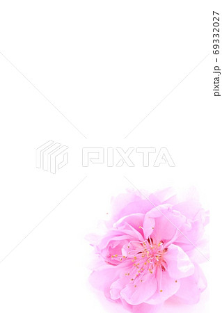 背景素材 桃の花 白背景 明るい ピンク色の写真素材