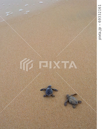 Baby turtles making it's way to the ocean 69332161