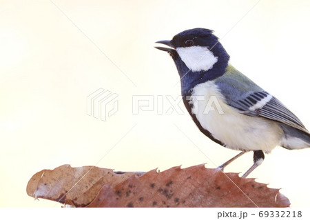 シジュウカラ　身近な野鳥　明るい背景　白黒の鳥 69332218