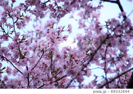 夕暮れの桜 夕暮れの桜 69332694