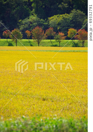 黄金色に輝く稲穂と紅葉 69332791