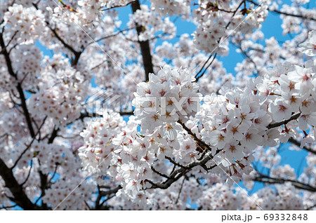 ブルーミング 開花 咲く 69332848