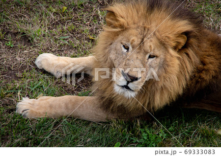 上から見下ろした角度の雄ライオンの上半身の写真の写真素材