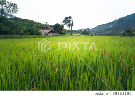 Rice fields Water in rice fields before planting in the rainy se Rice fields Water in rice fields before planting in the rainy se 69333186
