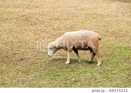 羊 ひつじ ヒツジ 69333323