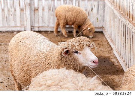 羊 ひつじ ヒツジ 69333324