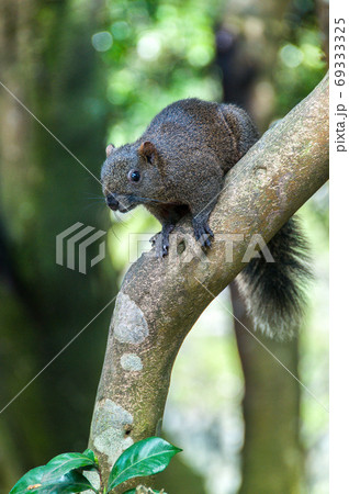 動物 動物学 木 69333325