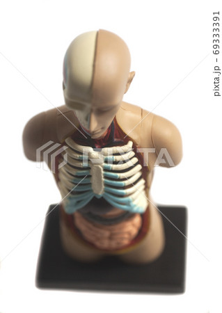 Human Body Anatomy Model 69333391