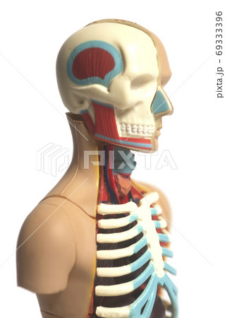 Human Body Anatomy Model 69333396