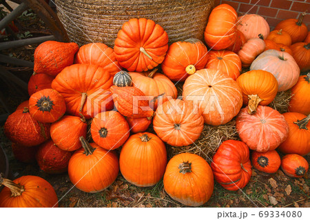 Autumnal pumpkins background. 69334080
