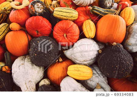 Autumnal pumpkins background. Autumnal pumpkins background. 69334083