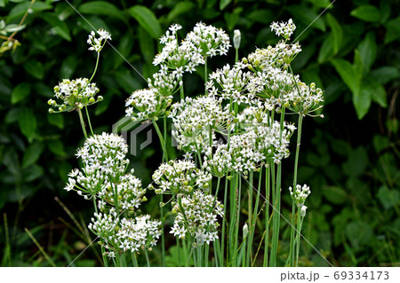 ニラの花 69334173