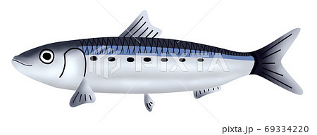 真鰯　イワシ　魚 69334220