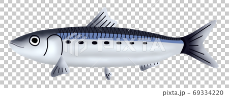 真鰯　イワシ　魚 69334220