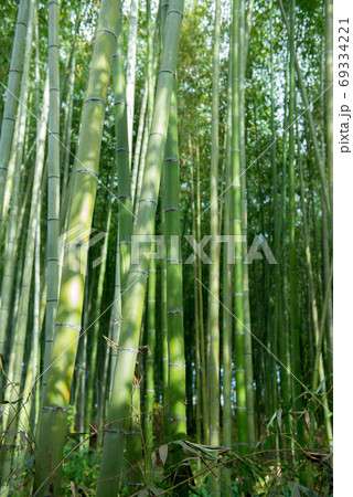 バンブー 青竹 竹 69334221