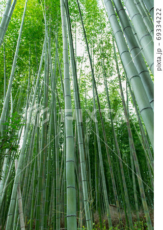 バンブー 青竹 竹 69334222