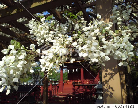 鎌倉の鶴岡八幡宮境内にある旗上弁財天に咲く満開の白藤 69334231