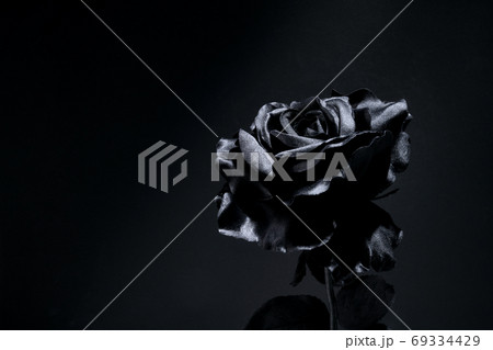 黒い薔薇の写真素材