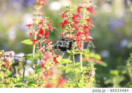 サルビアの蜜を吸うアゲハチョウの写真素材 サルビアの蜜を吸うアゲハチョウの写真素材